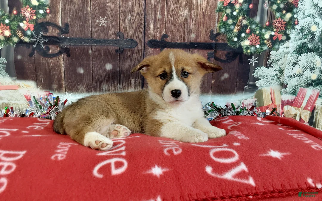 Welsh Corgi Pembroke dogs for sale: Welsh Corgi Pembroke Puppy 3 - Ad 1