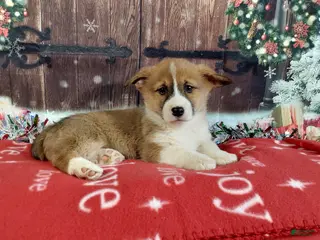 Welsh Corgi Pembroke dogs Welsh Corgi Pembroke Puppy 3 - Ad 20