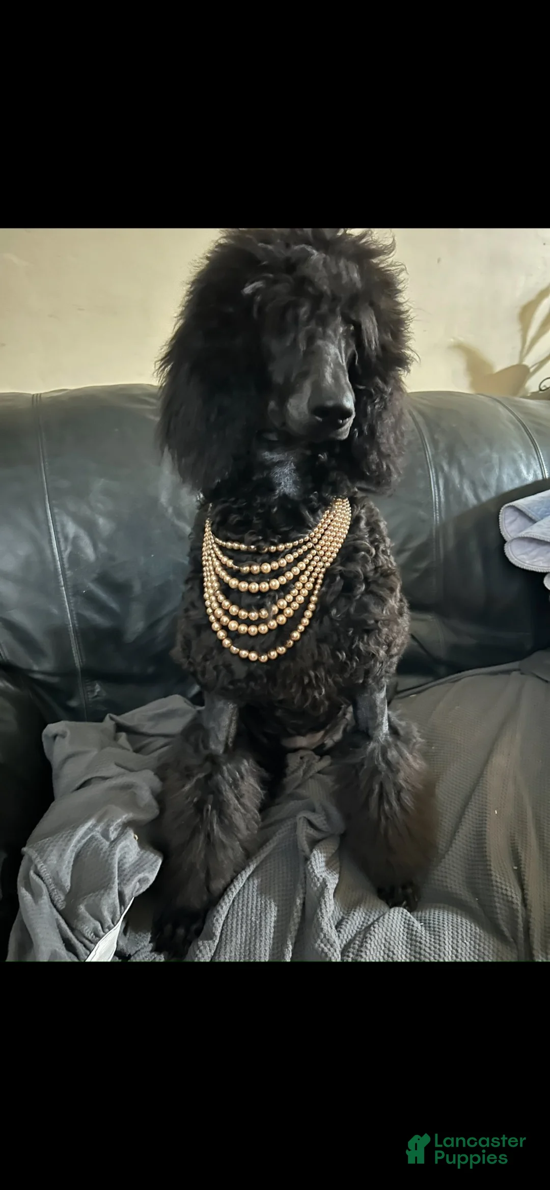 Miniature Poodle dogs for sale: Miniature Poodle 1 - Ad 3