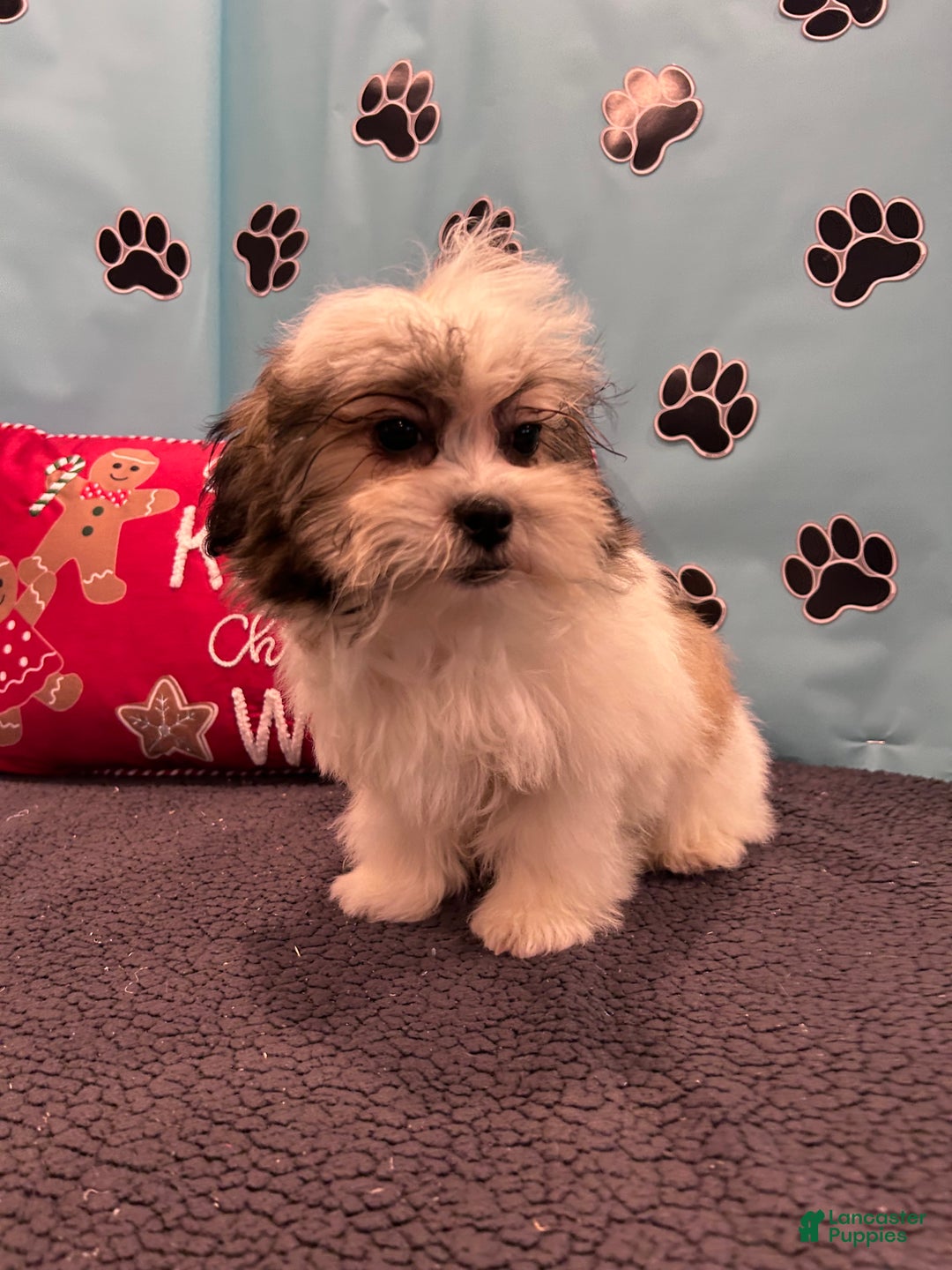 Teddy Bear dogs for sale: Royal  - Ad 9