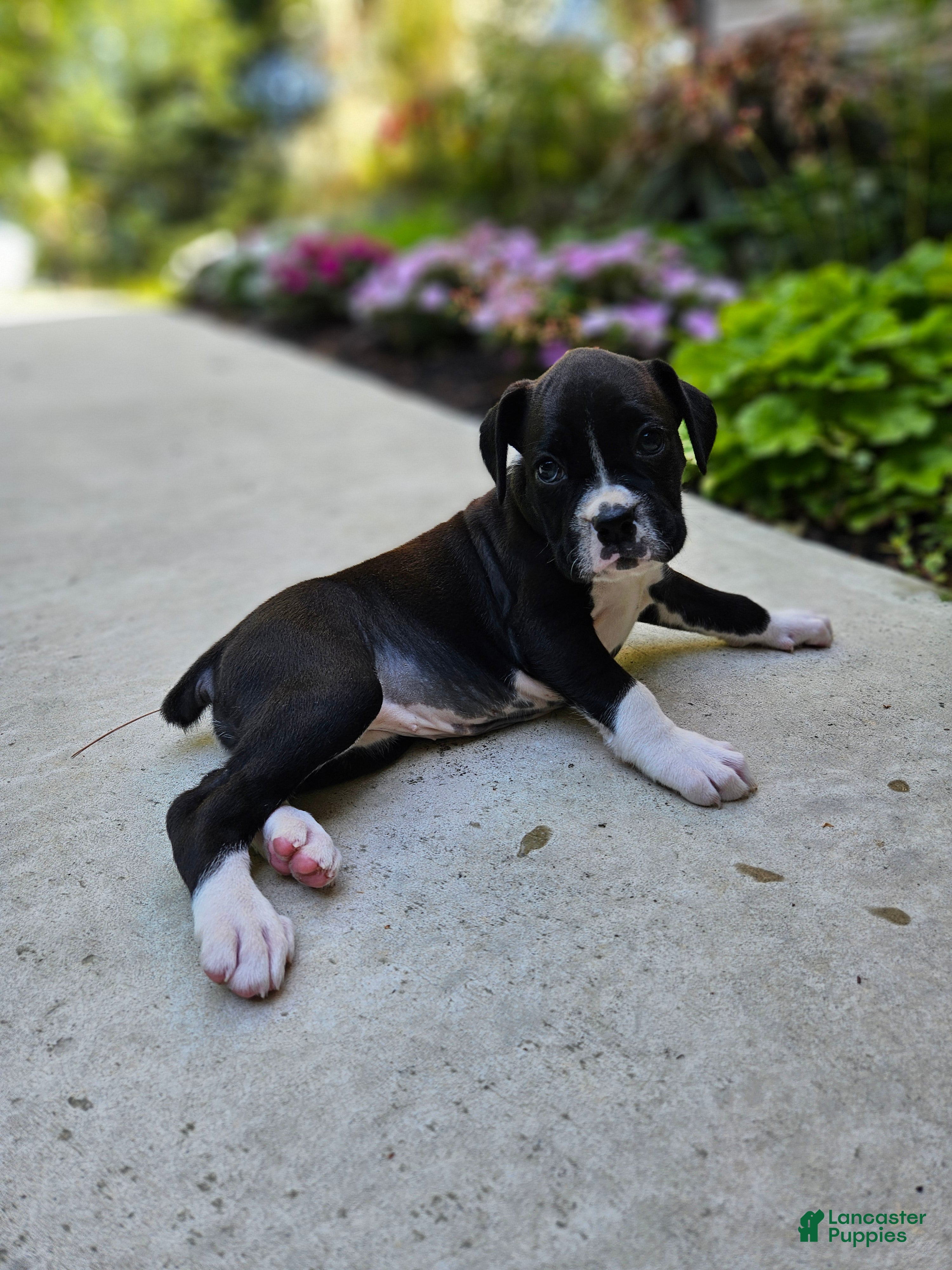 Boxer dogs for sale: Sheila - Ad 2