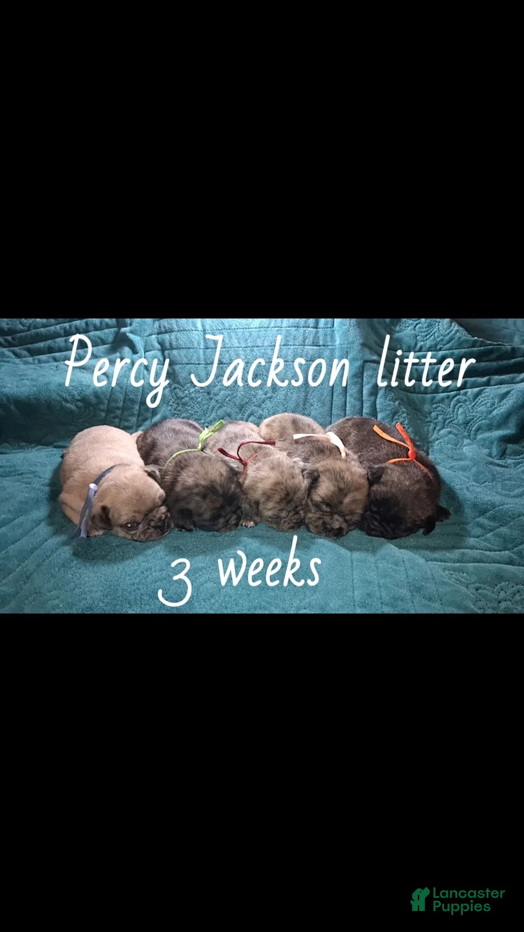Pug dogs for sale: Percy - Ad 11