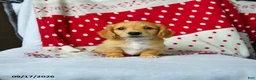Miniature Dachshund dogs for sale: Spice - Ad 4
