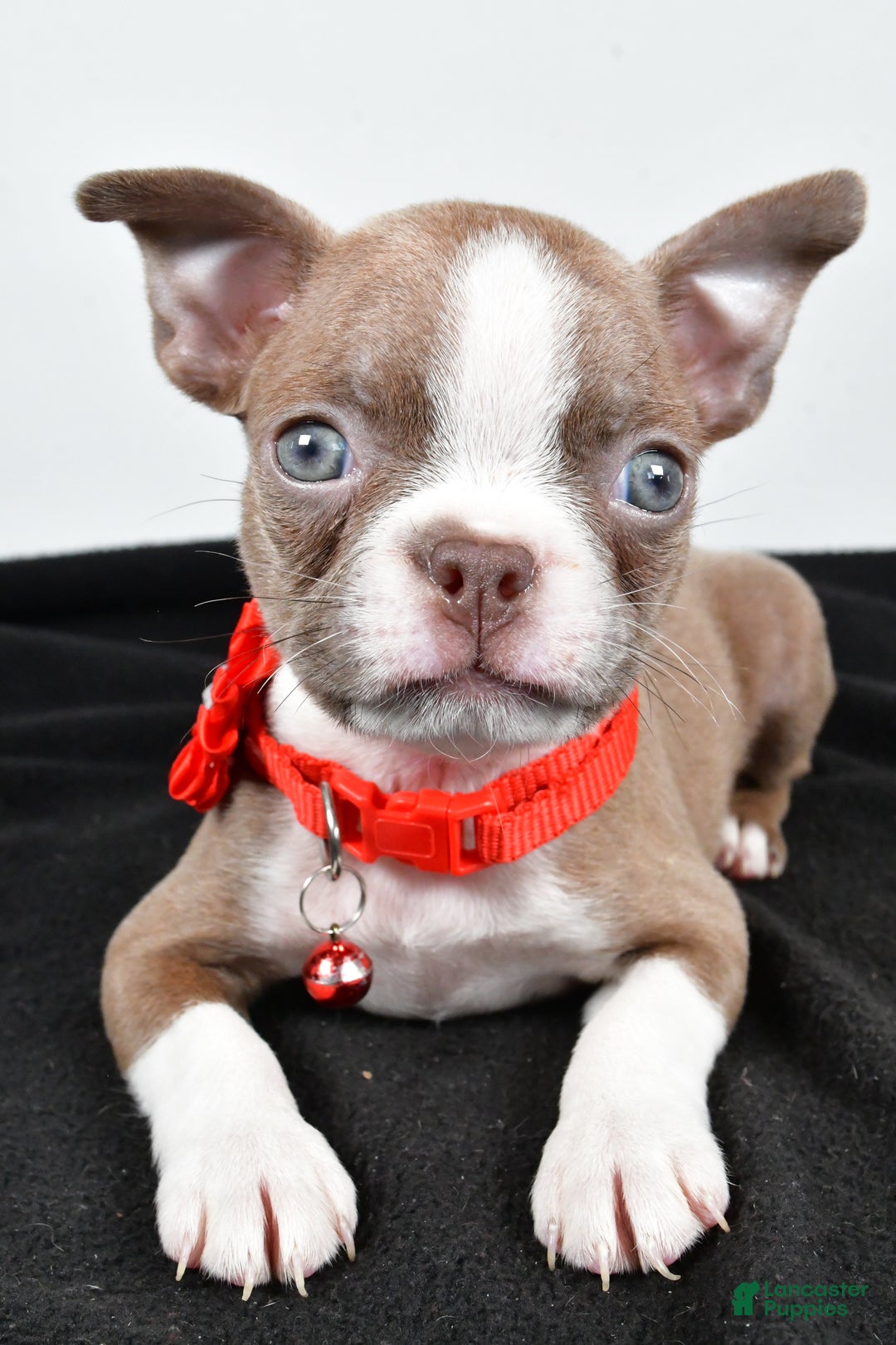 Boston Terrier dogs for sale: Yvonne - Ad 4