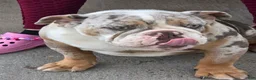 English Bulldog dogs for sale: English Bulldog 1 - Ad 8