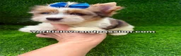 Yorkshire Terrier dogs for sale: Parti Merle male  - Ad 10
