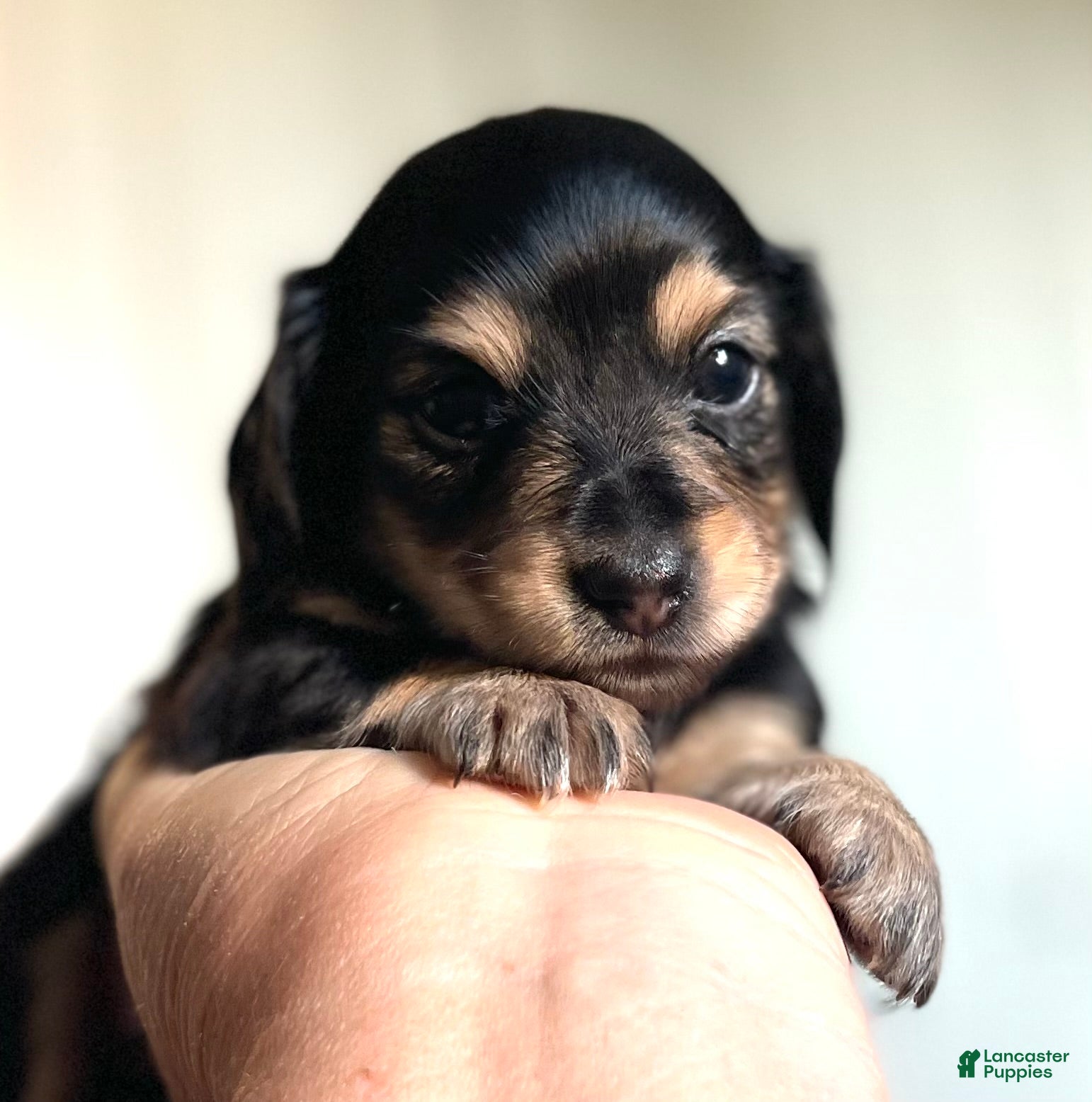 Dachshund dogs for sale: Peter - Ad 2