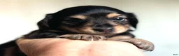 Dachshund dogs for sale: Peter - Ad 2