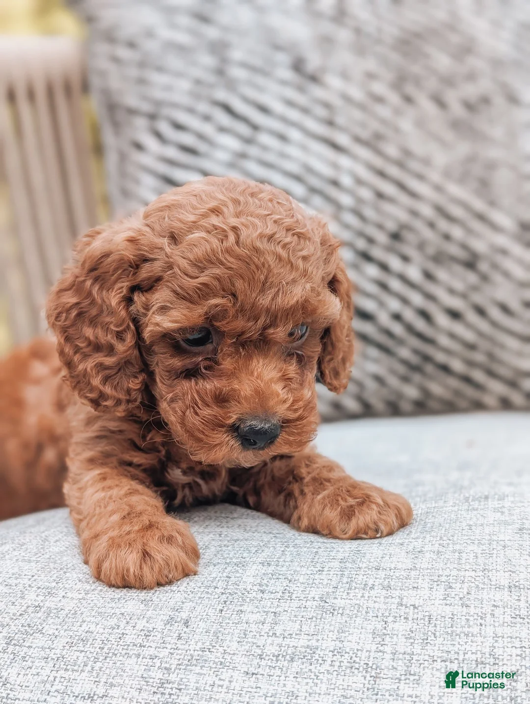 Miniature Poodle dogs for sale: Bella - Ad 4