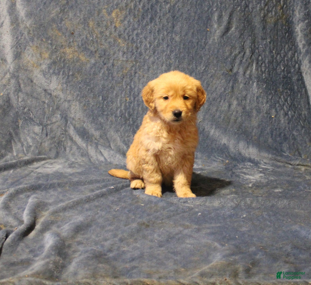 Golden Retriever dogs for sale: Cajun - Ad 2
