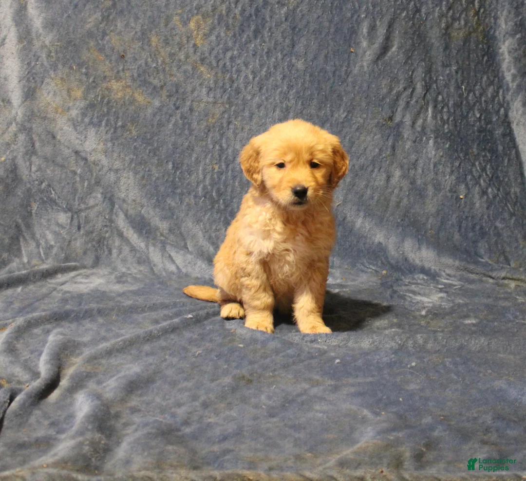 Golden Retriever dogs for sale: Cajun - Ad 2