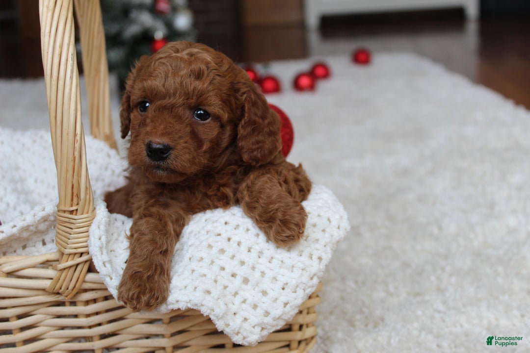 Cavapoochon dogs for sale: Molly - Ad 3