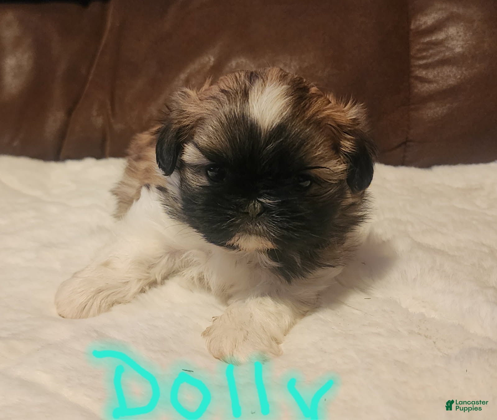 Shih Tzu dogs Dolly - Ad 2