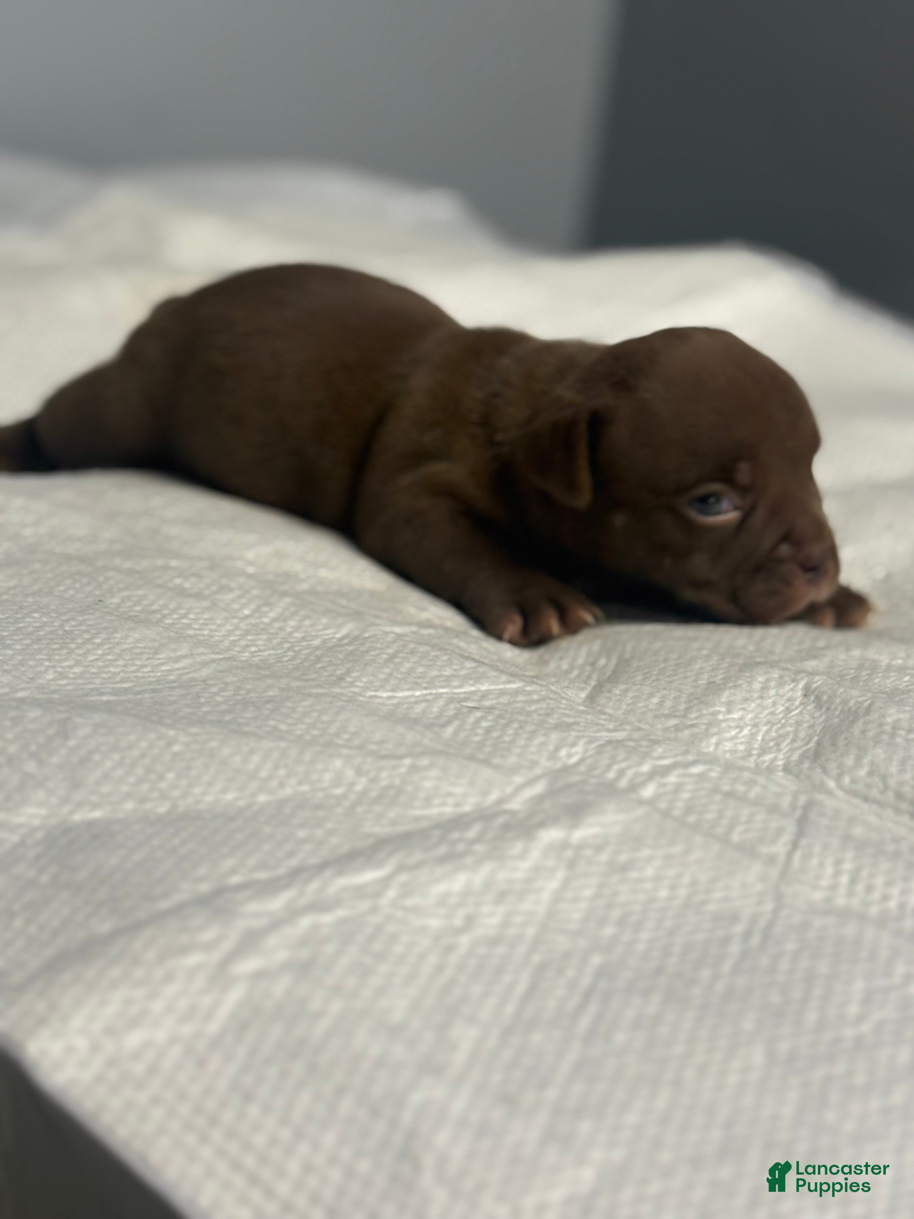 American Bully dogs for sale: American Bully 7 - Ad 3