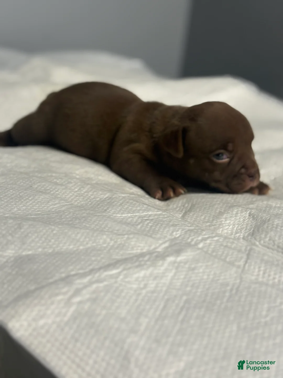 American Bully dogs for sale: American Bully 7 - Ad 1