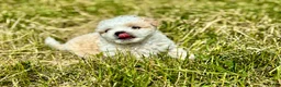 Shihpoo dogs for sale: Shihpoo 1 - Ad 3