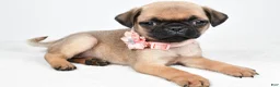 Pug dogs for sale: Alisha - Ad 1