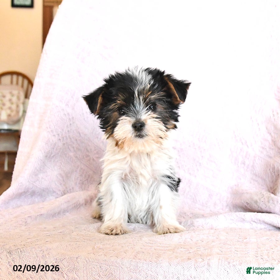 Yorkshire Terrier dogs Otto  Extra Small - Ad 34