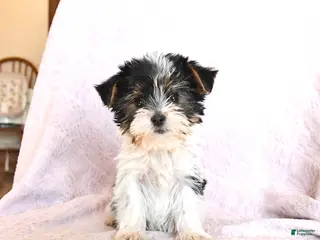 Yorkshire Terrier dogs Otto Extra Small - Ad 34