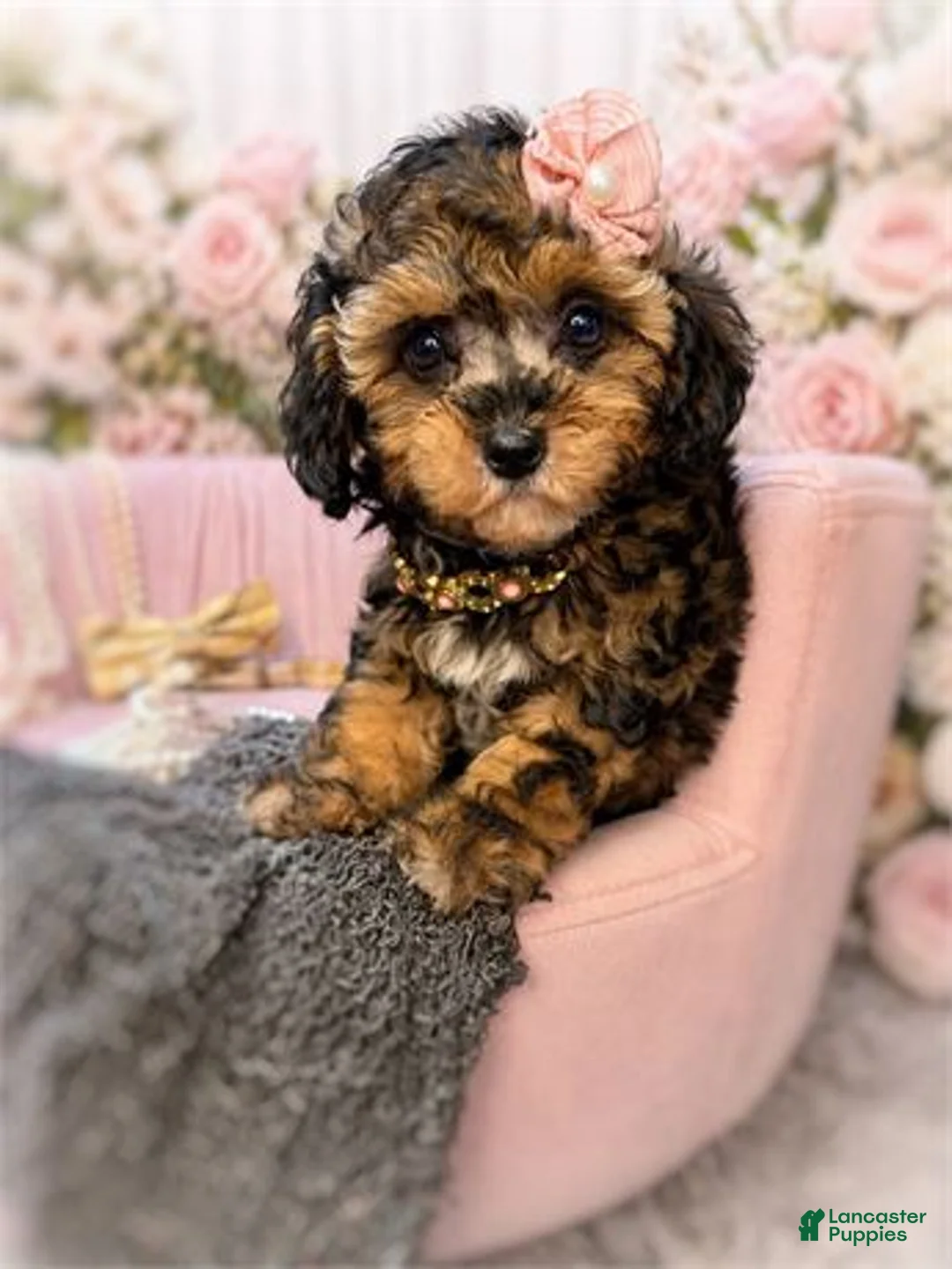 Miniature Poodle dogs for sale: Miniature Poodle Puppy 1 - Ad 1