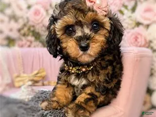 Miniature Poodle dogs Miniature Poodle Puppy 1 - Ad 1