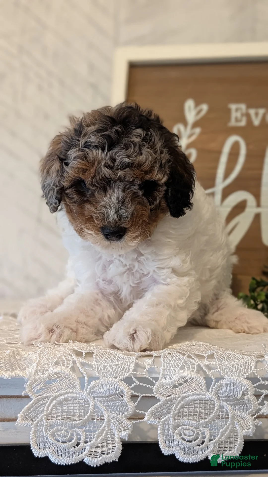 Maltipoo dogs for sale: Duke - Ad 2