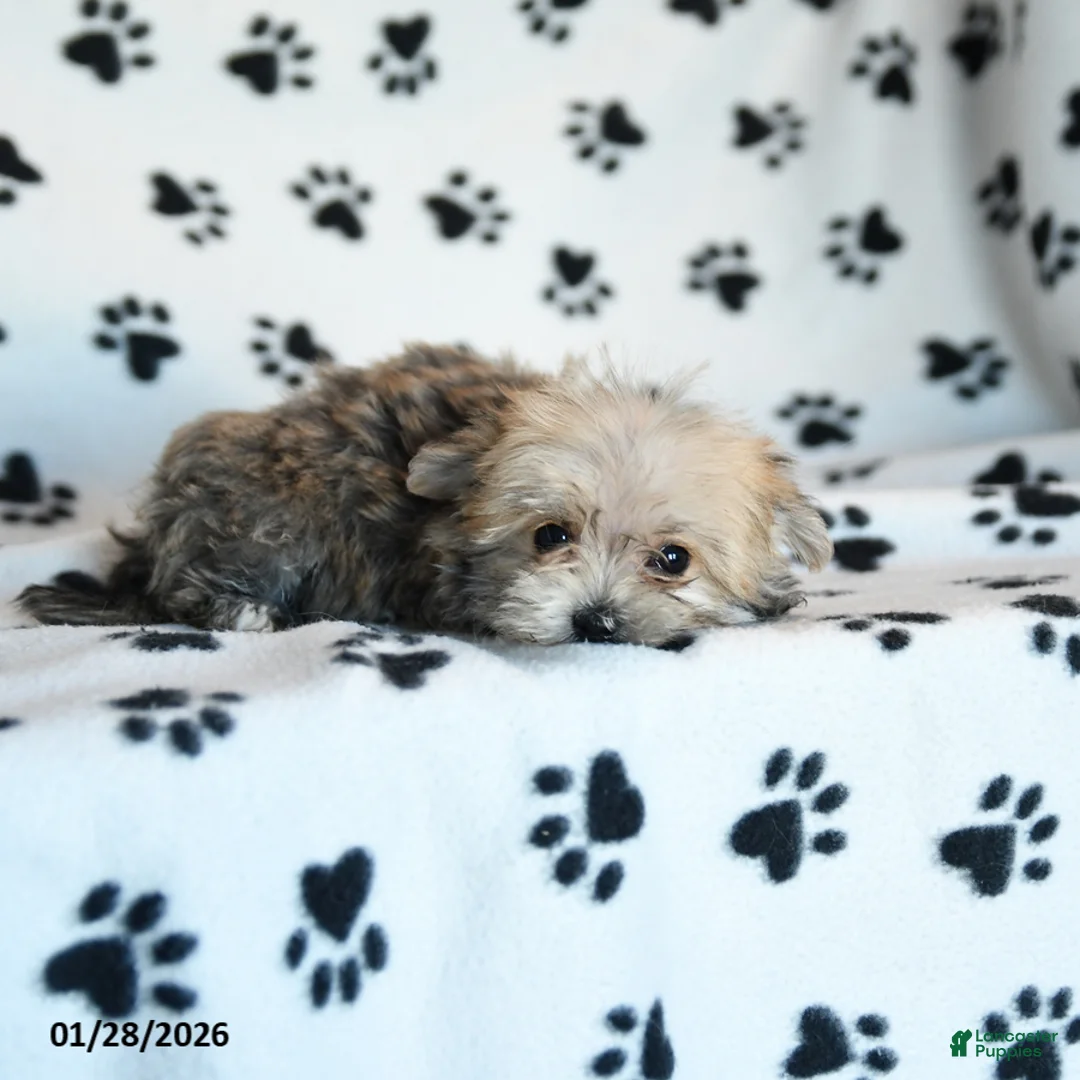 Morkie dogs for sale: Nala - Ad 4