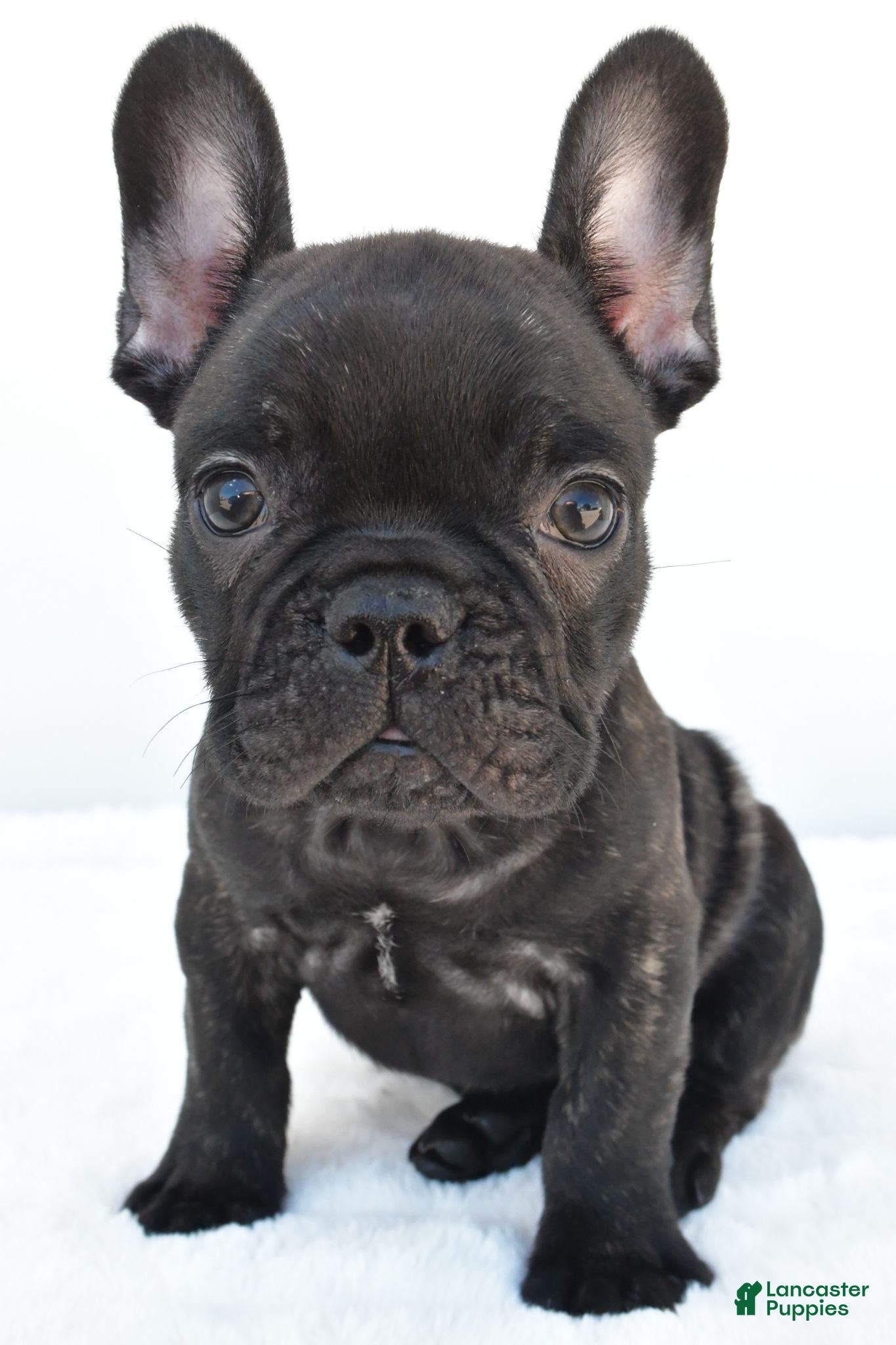 French Bulldog dogs Beau - Ad 2