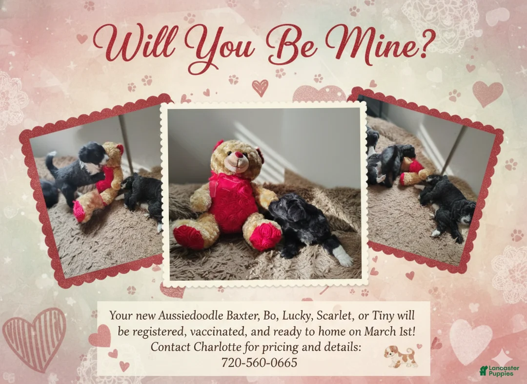 Aussiedoodle dogs for sale: Bo - Ad 6