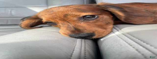 Astro