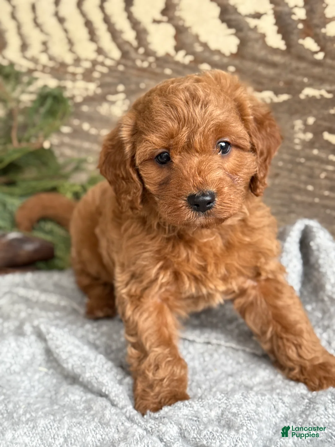Mixed Breed dogs for sale: Stott - Ad 6