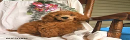 Miniature Poodle dogs for sale: Jone  - Ad 3