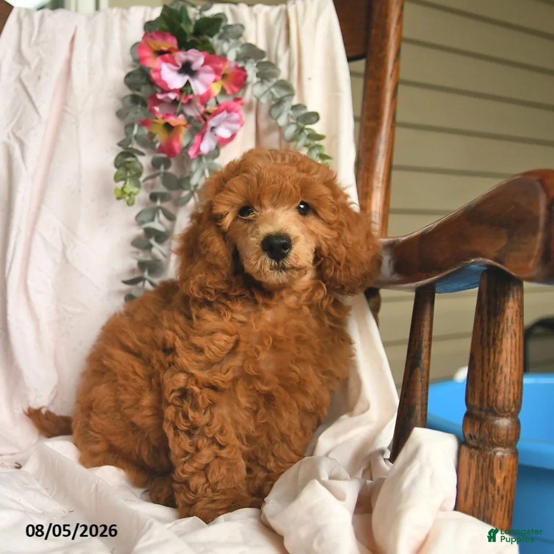 Miniature Poodle dogs for sale: Jone  - Ad 3