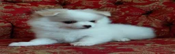 Mixed Breed dogs for sale: Cody - Ad 4