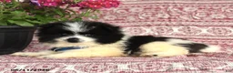 Pomeranian dogs for sale: Mitch - Ad 3
