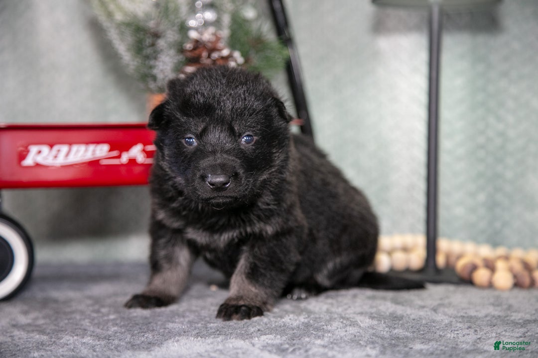 German Shepherd dogs for sale: Lincoln - Ad 1