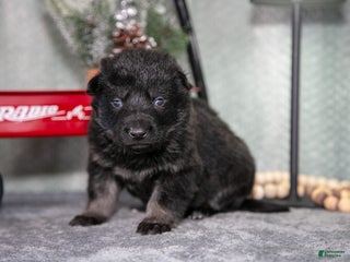 German Shepherd dogs Lincoln - Ad 11