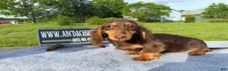 Miniature Dachshund dogs for sale: Russian AKC boy - Ad 1