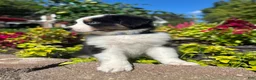 Miniature Australian Shepherd dogs for sale: Andy - Ad 7