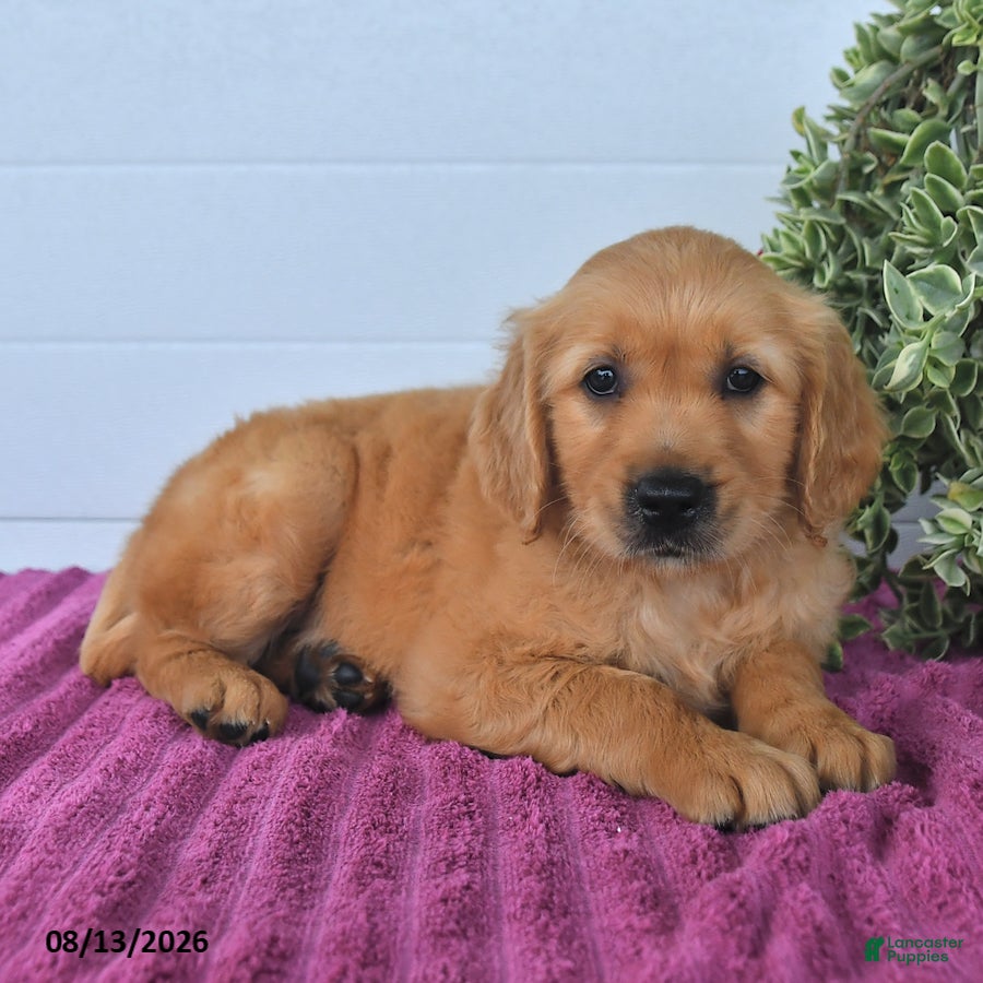 Golden Retriever dogs Cookie - Ad 2