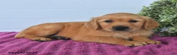 Golden Retriever dogs for sale: Cookie - Ad 2