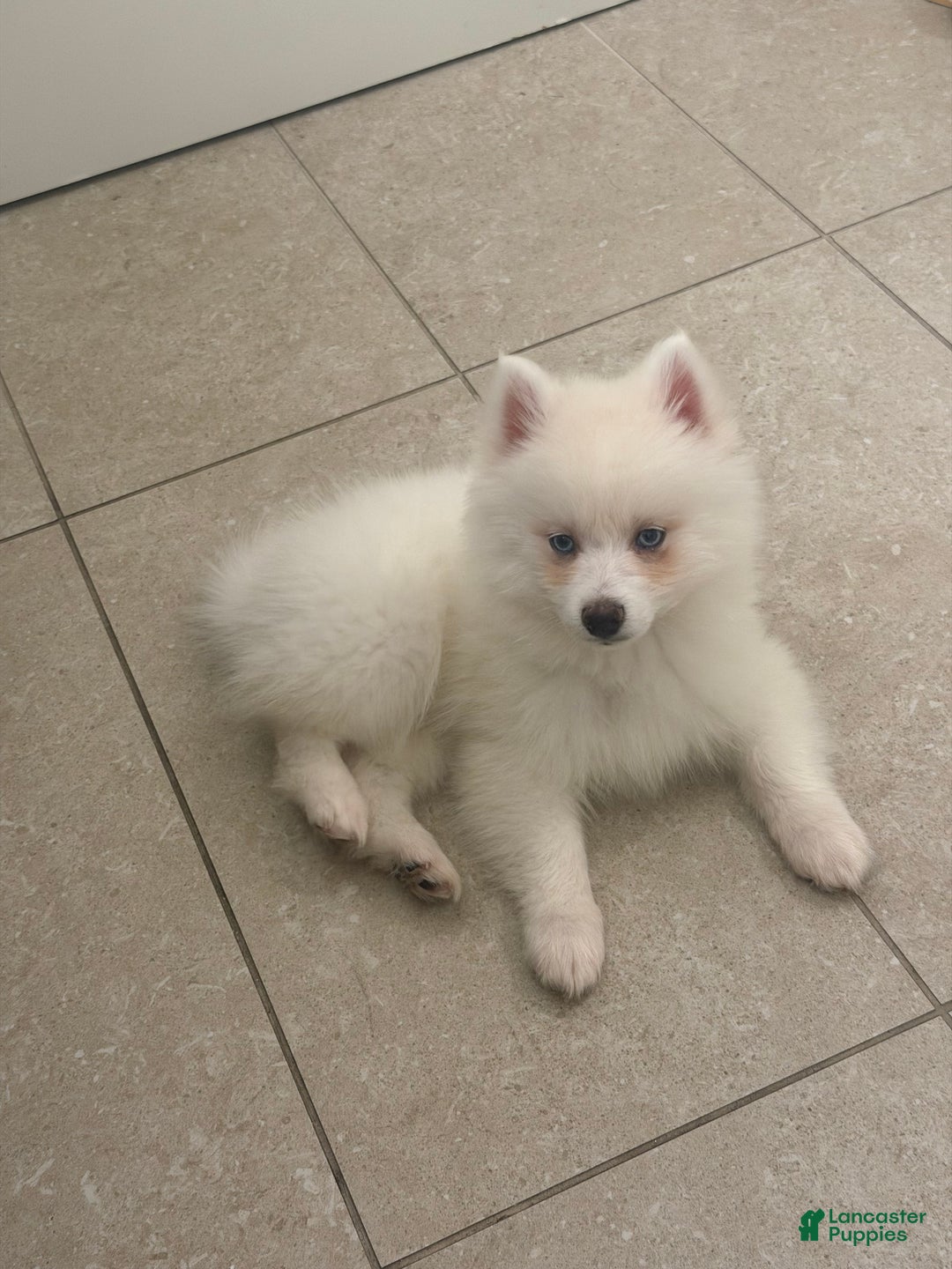 Pomsky dogs for sale: Pomsky Puppy 1 - Ad 7
