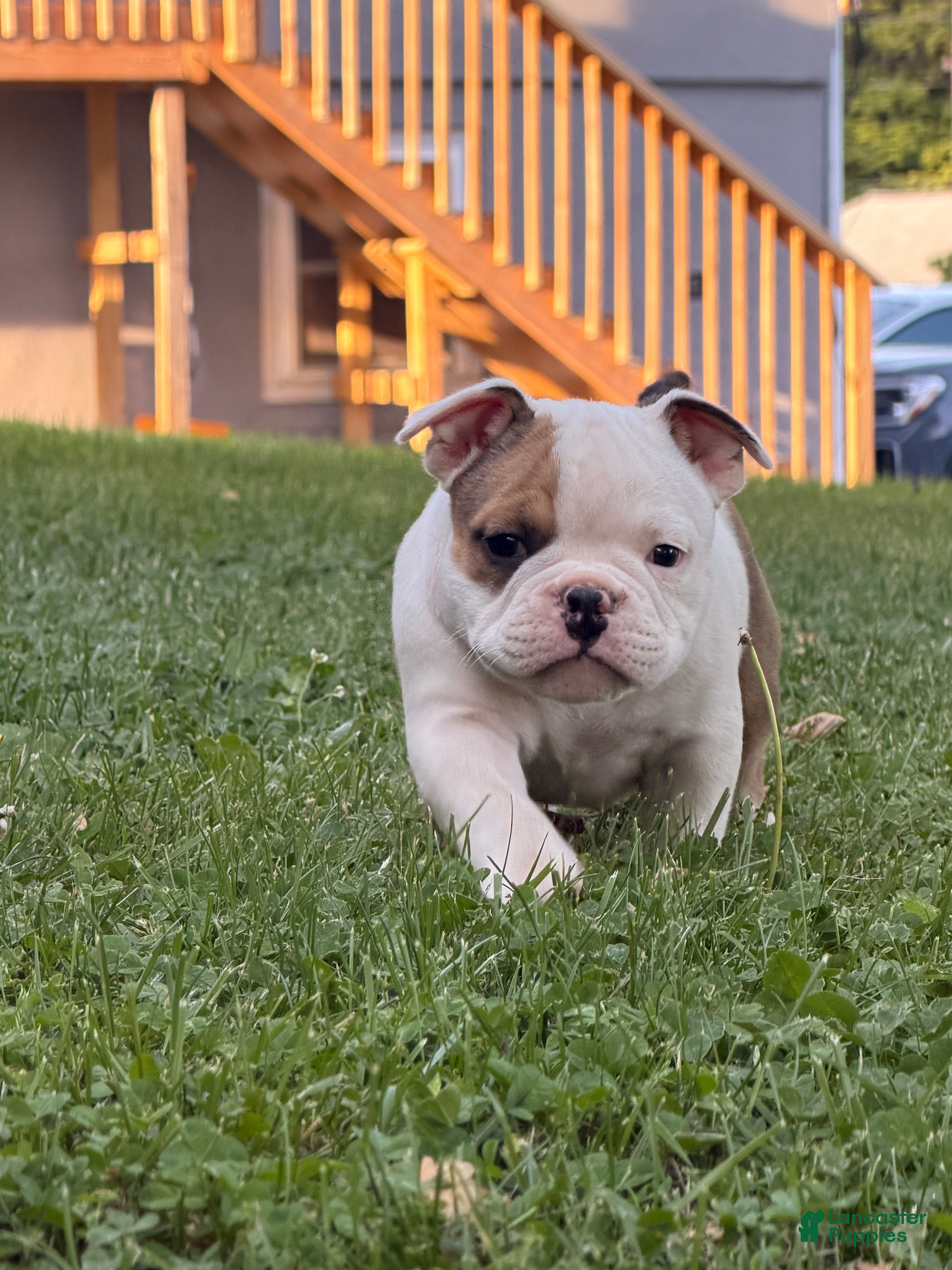 American Bully dogs for sale: American Bully Puppy 1 - Ad 7