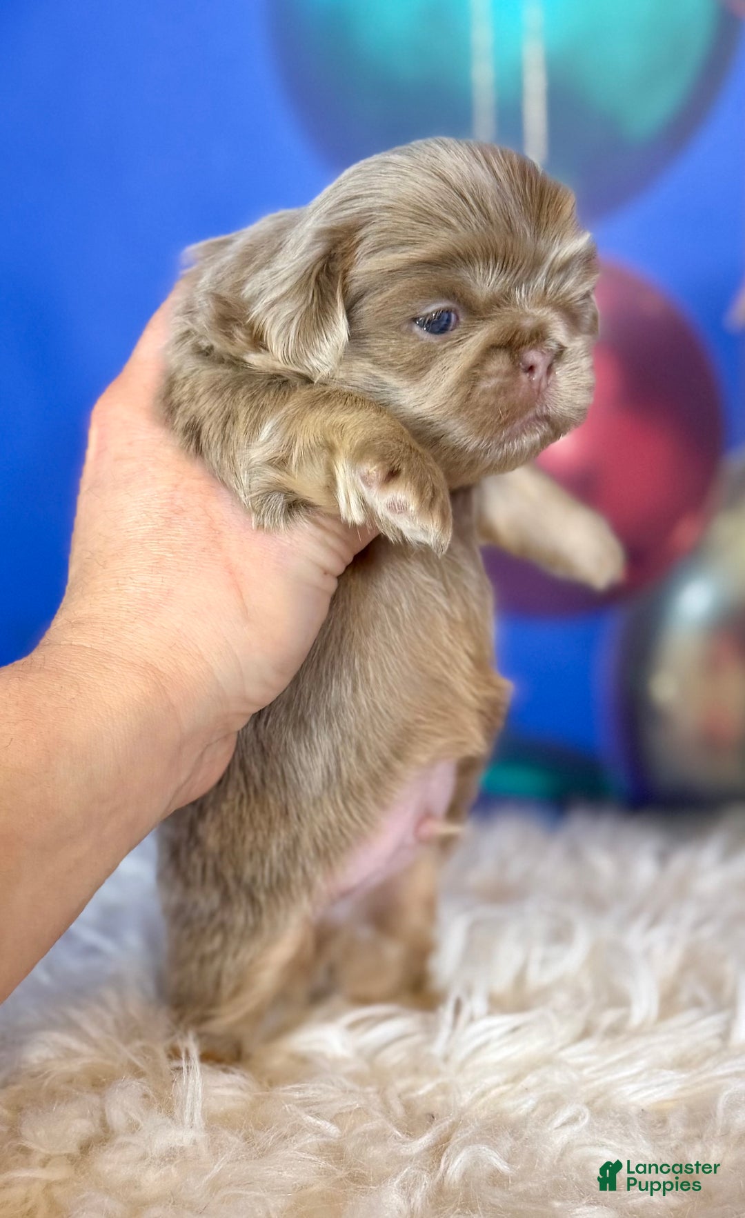 Pekingese dogs for sale: Akc DNA OFA Olaf- lilac tan points  - Ad 6