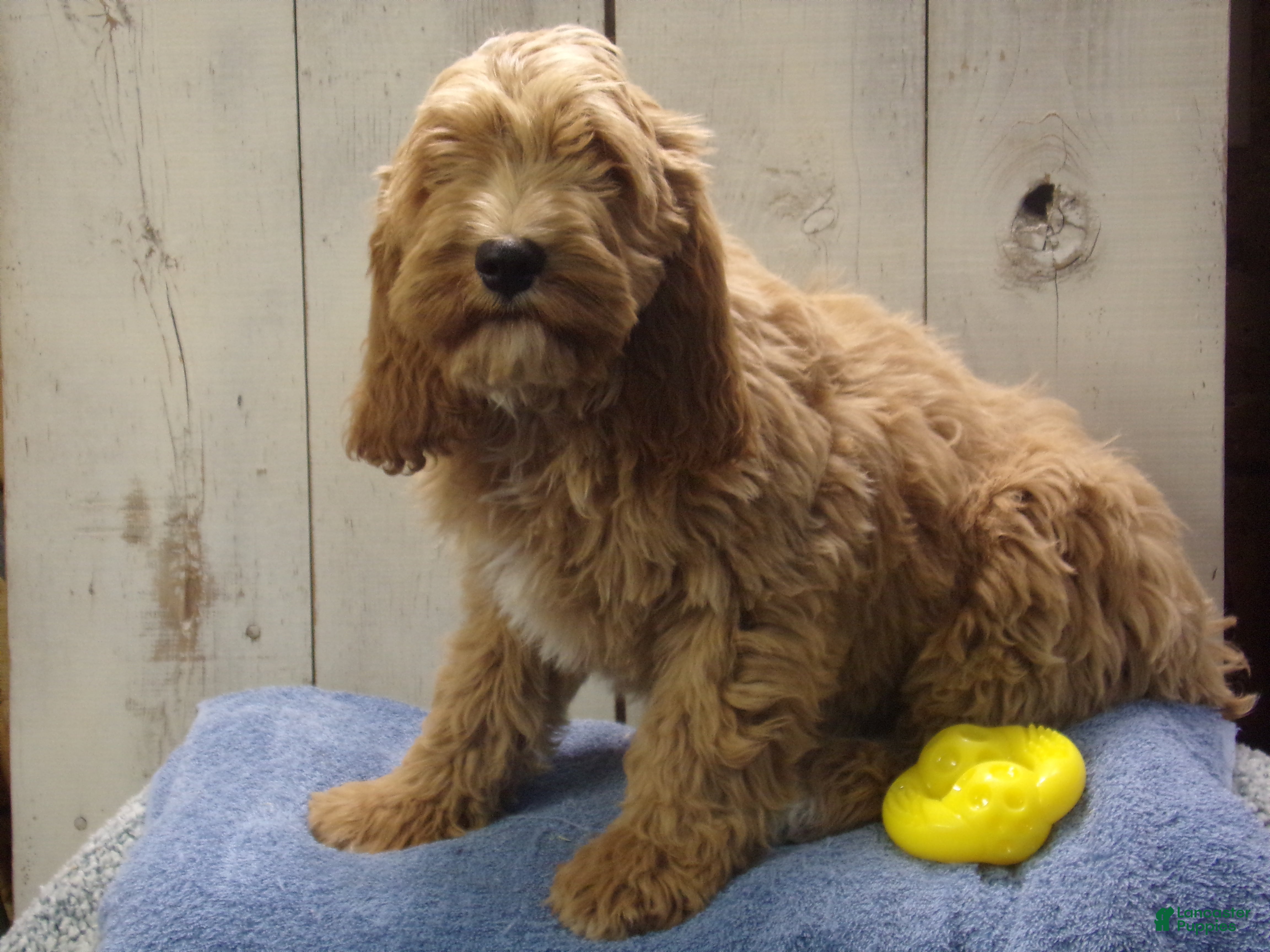 Cockapoo dogs Barry - Ad 8