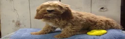 Cockapoo dogs for sale: Barry - Ad 1