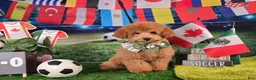 Miniature Poodle dogs for sale: Benny - Potty and Crate Trained🐾 - Ad 2