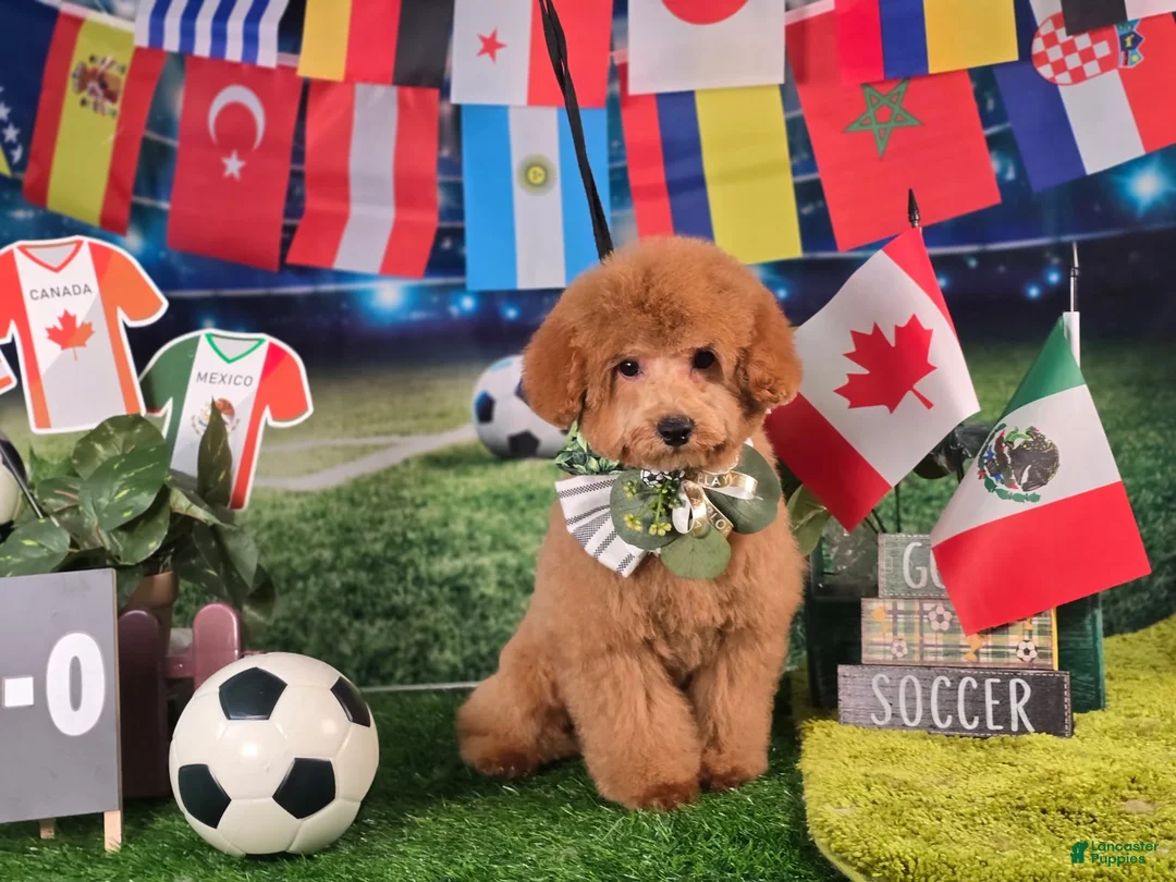 Miniature Poodle dogs for sale: Benny - Potty and Crate Trained🐾 - Ad 2