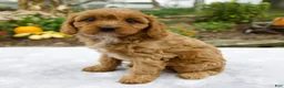Cavapoo dogs for sale: Tilly - Ad 3