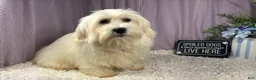 Mixed Breed dogs for sale: Mixed Breed 1 - Ad 1